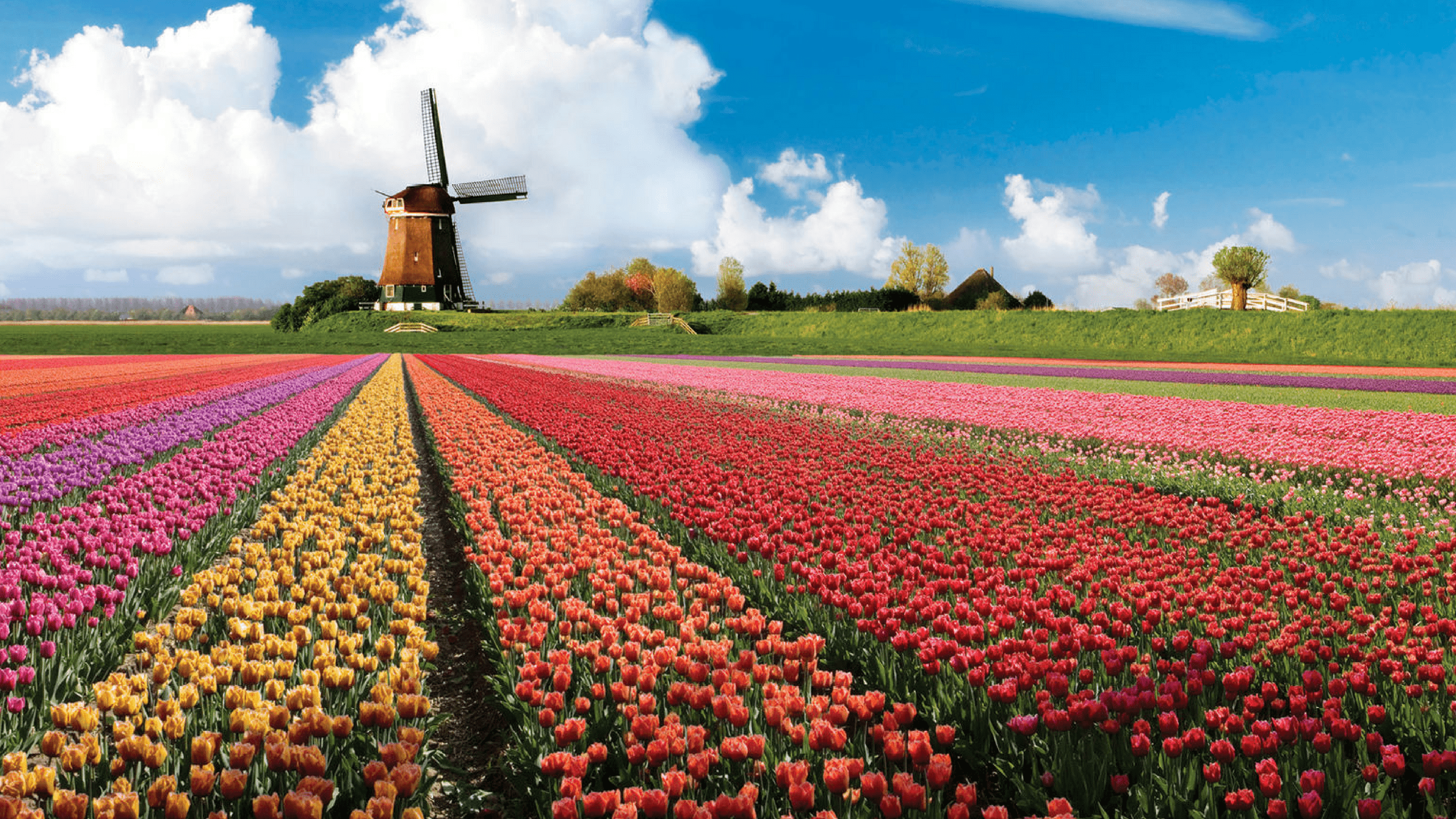 De Veelzijdige Bollenstreek Rederij Van Hulst